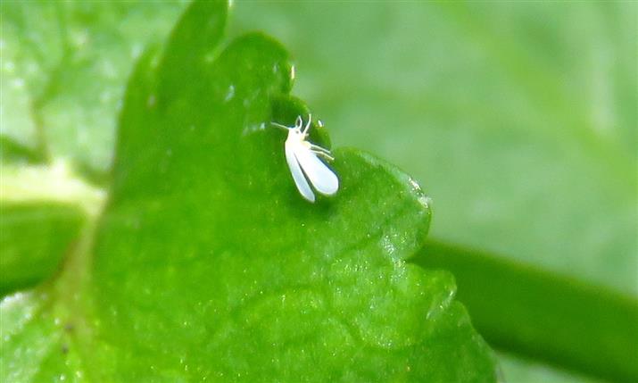 Aleyrodidae ID